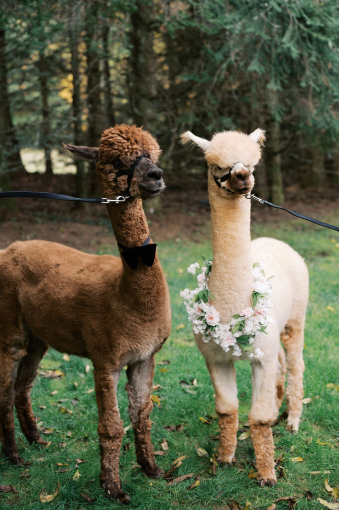 A brown and white alpaca wearing a floral wreath at The Farm at Old Edwards Inn at Highlands, North Carolina. 